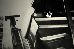 A piano. A cat.